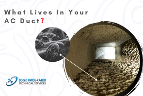 What lives in your Duct?